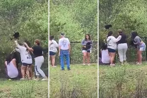 WTF! People Caught on Video Grabbing Baby Bears Out of Tree for Photos, Leaving One Injured