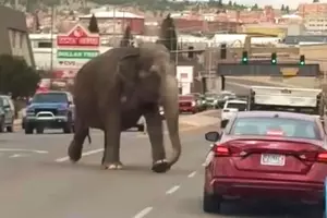 Sad Video of Viola, a Loose Circus Elephant, Garners the Question,...