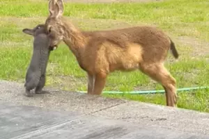 Magical Video of Real Life Bambi and Thumper Playing Will Make...