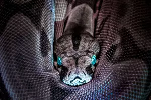 Simple, Yet Crucial Way to Know if You Have Snakes Hiding in Your Home Building Nests
