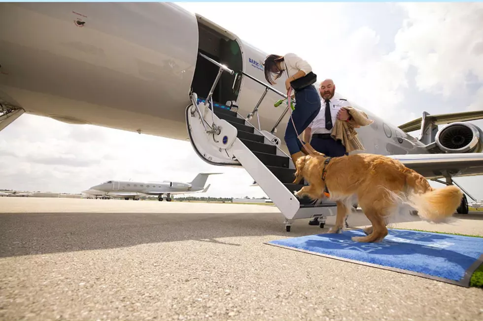 Is This New Airline Discriminating Against Cats?