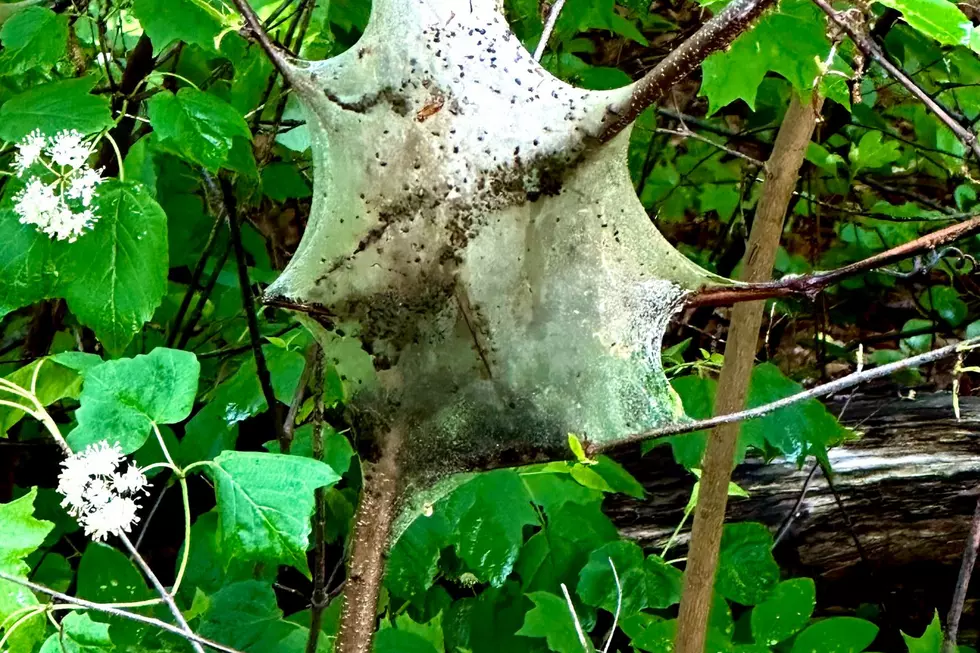 WTF Is Lurking Inside These Creepy, Sci-Fi Looking Cocoon Webs in Bushes?