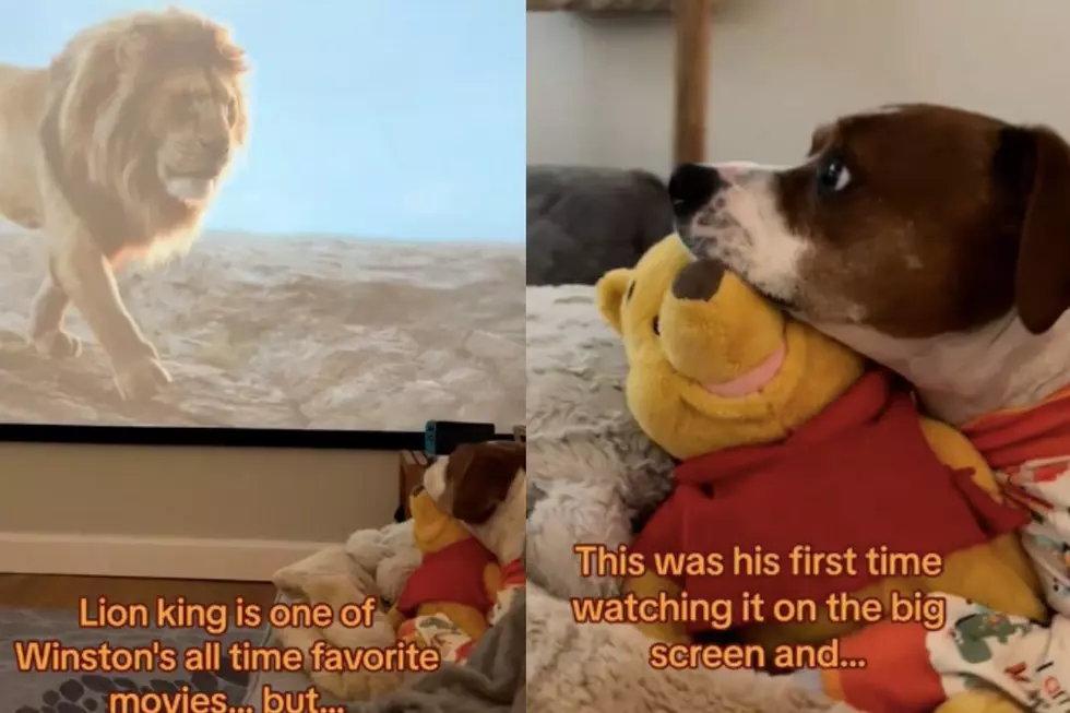 Dog’s Emotional Reaction to Watching ‘The Lion King’ Goes Viral on TikTok