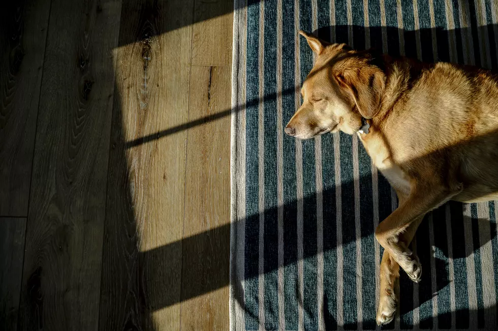 Brown Hound Dog Sleeping in Sunlight on Rug