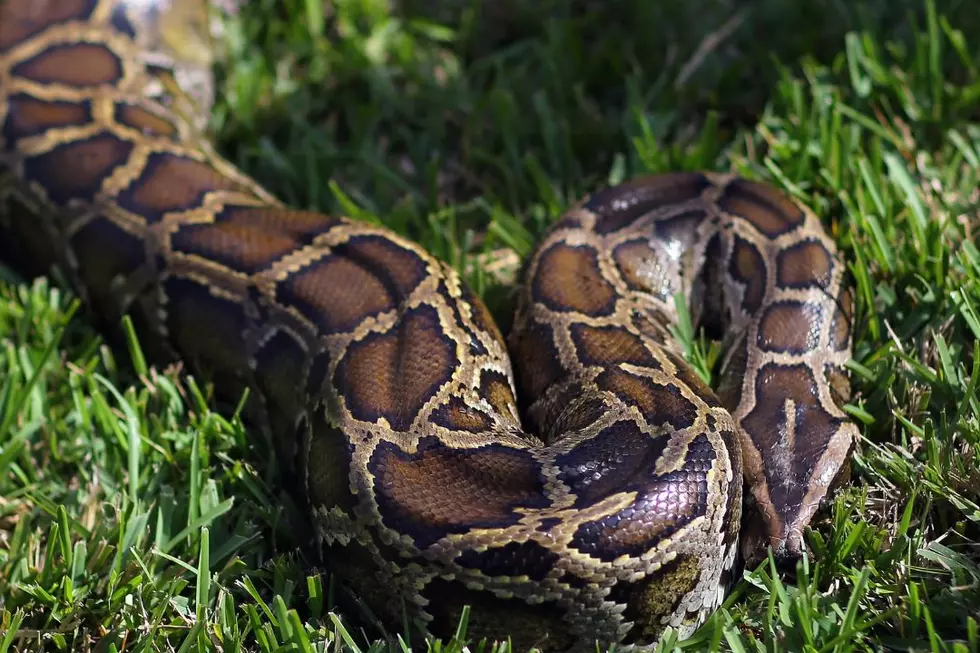 Missing Woman Found Dead, Swallowed Whole Inside Python