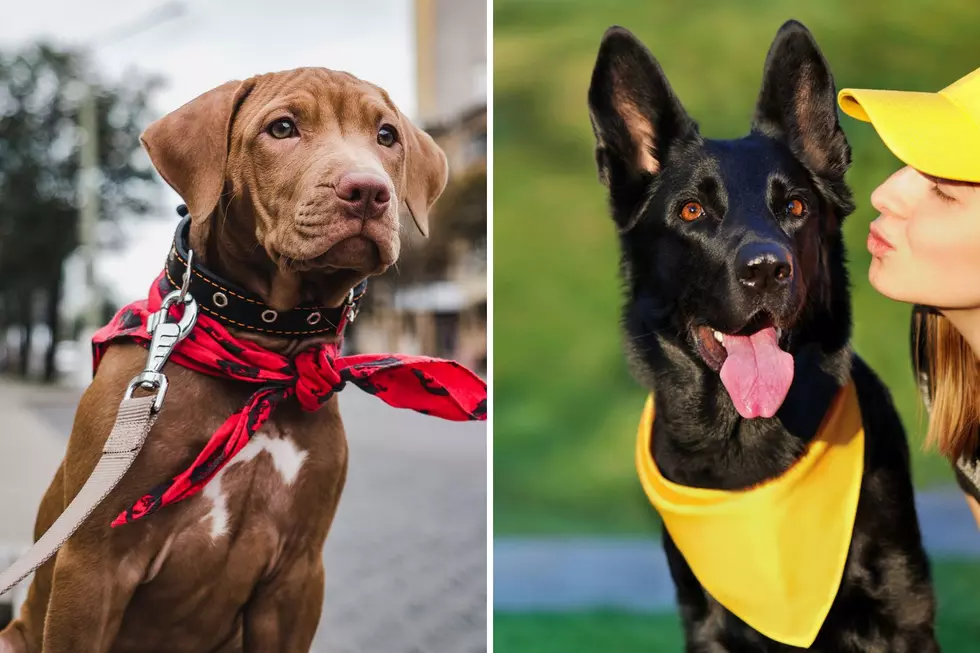 Never Approach a Dog With a Yellow or Red Bandana or Ribbon Without Asking