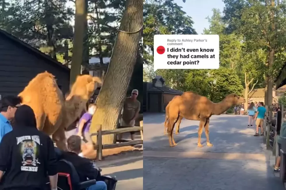 Panicked Camels Run Rampant After Escaping Cedar Point Theme Park