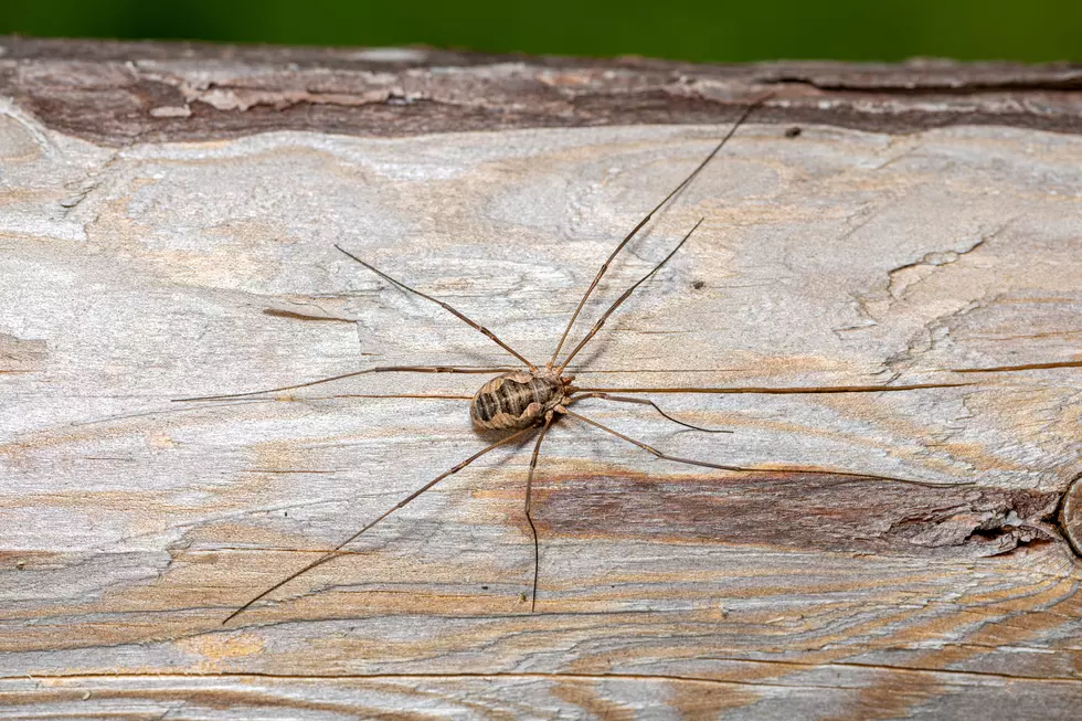 macro of a daddy longlegs sitting on a piece of wood. arachnid nontoxic