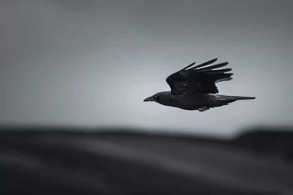What You&#8217;ve Heard About Crows Is Bizarrely True and a Bit Frightening