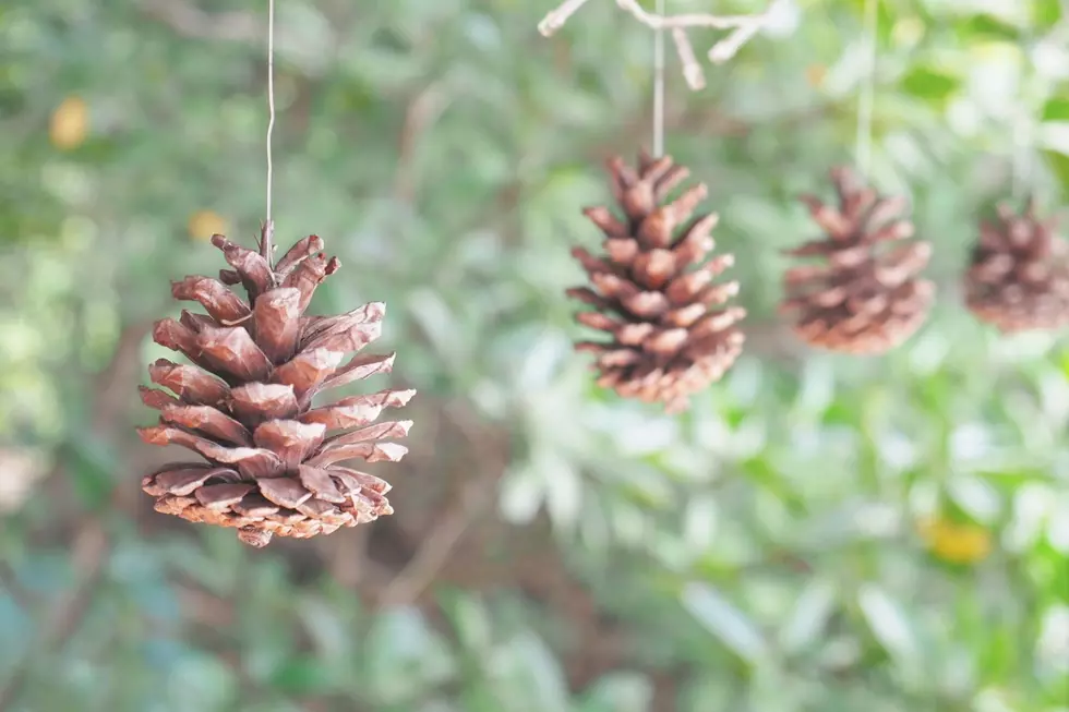 Three Reasons Why You Should Hang a Pine Cone Outside of Your House