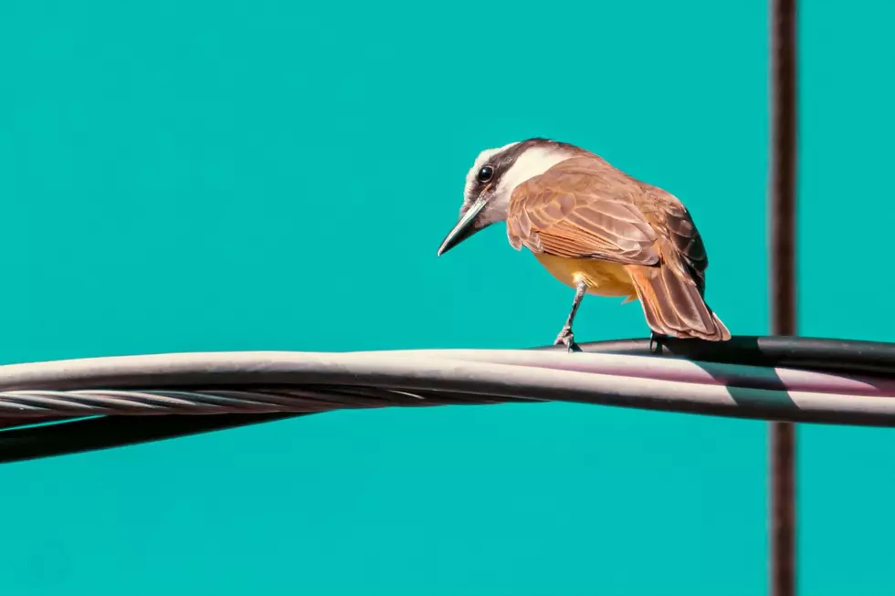 Three Smart Reasons Birds Love Sitting on Power Lines