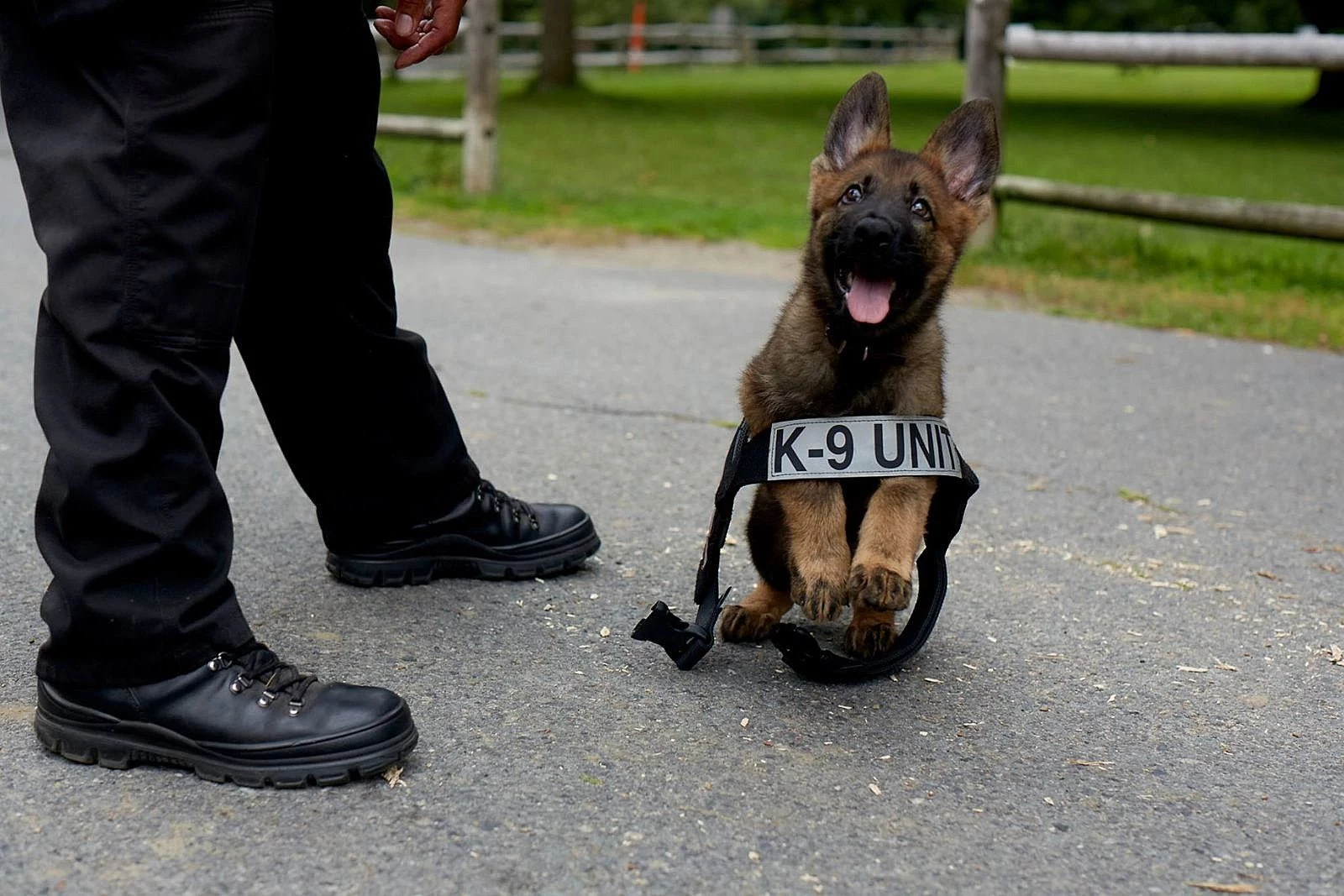 Who Wants to Adopt a Dog That Flunked Out of the Police Academy?