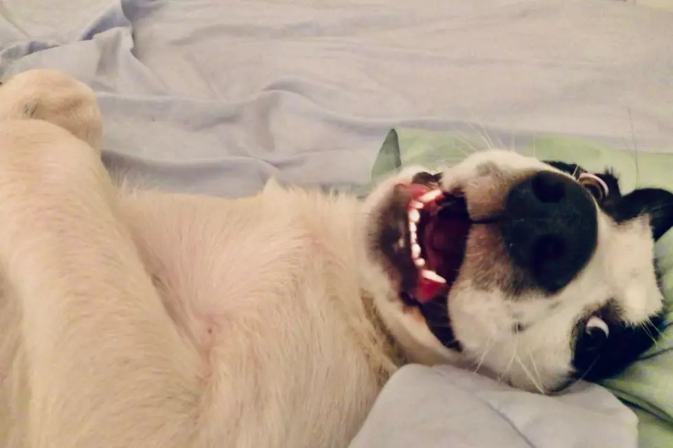 The Natural High Your Dog Will Love You Even More For