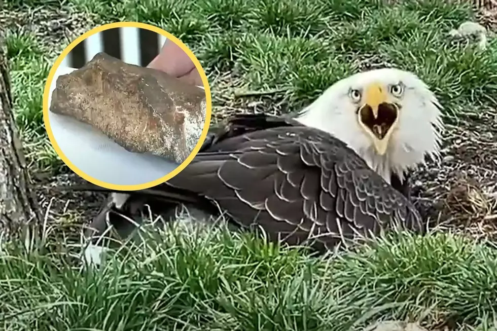 Flightless Eagle Who Used to Care for a Rock Now Raises Injured Eaglets
