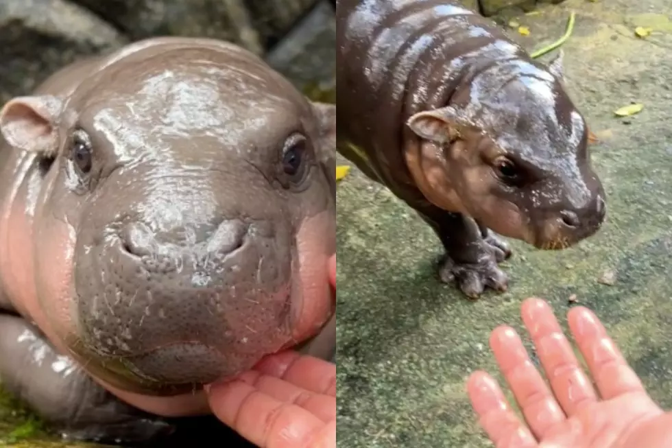 Meet Moo Deng, the Sassy Baby Hippo That’s Taking Over the Internet