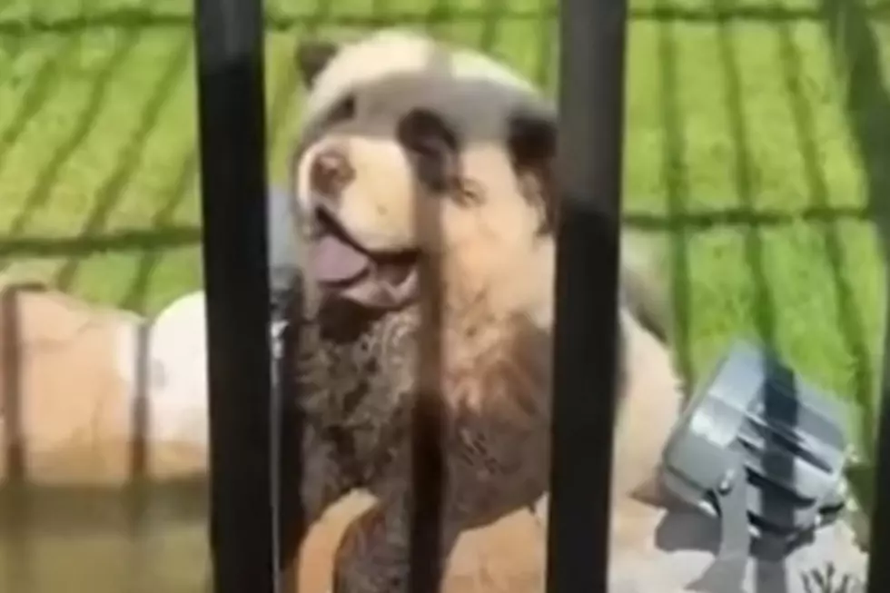 Zoo Admits Its Pandas Are Just Dyed Dogs (VIDEO)