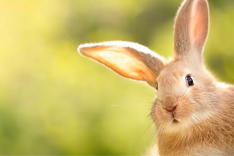 Why You Should Whisper ‘Rabbit Rabbit’ on the First of Every Month