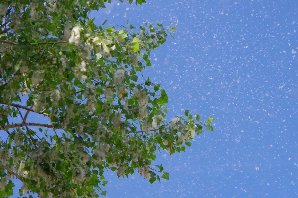 Sweet Superfood Helps You Tackle Spring Allergies or That Stuffy Nose