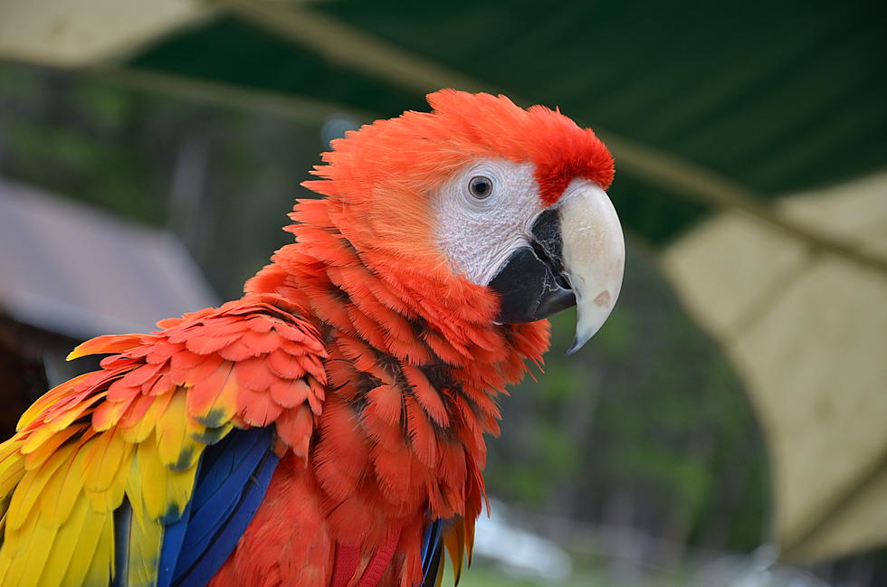 Birdie Bayou Teaches Young Children at Beartrap Summer Festival About Moulting [VIDEO]