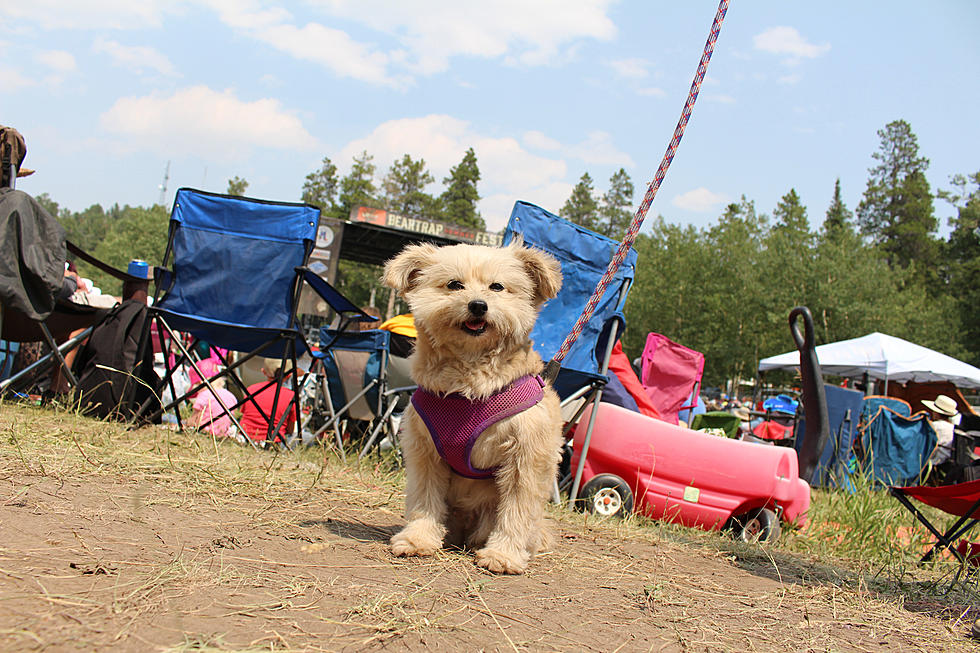 The Dogs of Beartrap Summer Festival 2018 [PHOTOS]