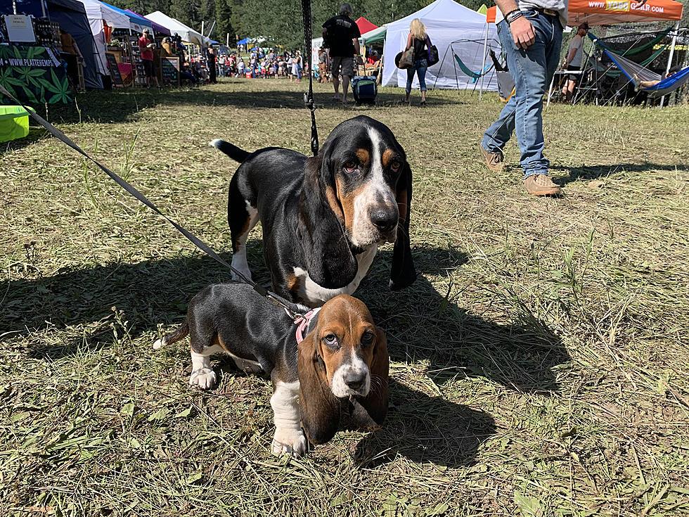 The Dogs of Beartrap Summer Festival 2021 [PHOTOS]