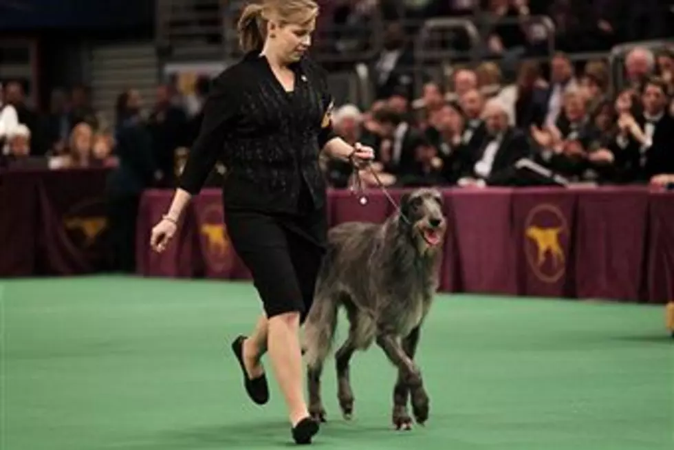 Hickory “Top Dog” At Westminster!
