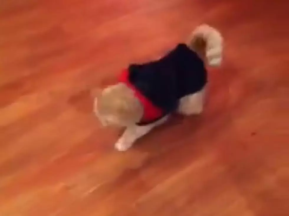 Vampire Kitty Can Moonwalk Like Michael Jackson [VIDEO]