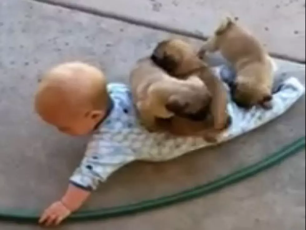 Adorable Pug Puppies Looking for a Ride Swarm Baby [VIDEO]