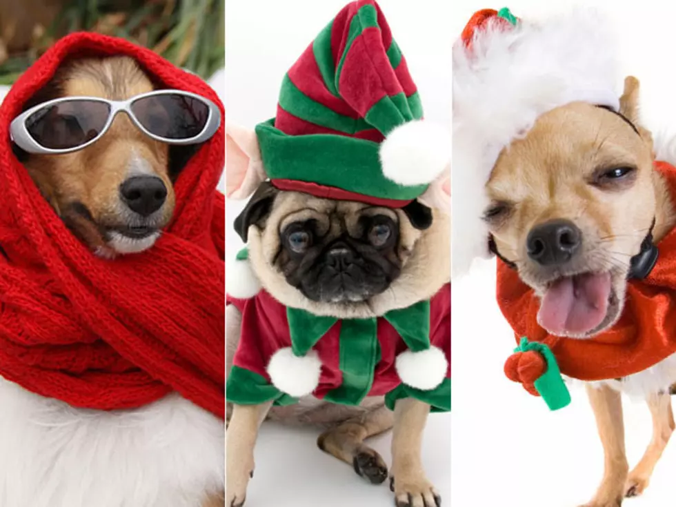 20 Awesome Dogs Getting Ready for the Holidays