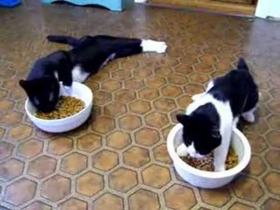 Brain-Damaged Cats And A Dog Scared Of Cans [Video]