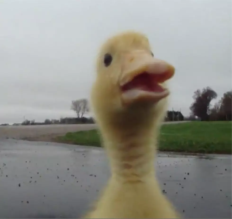 Now I Want a Duck [VIDEO]