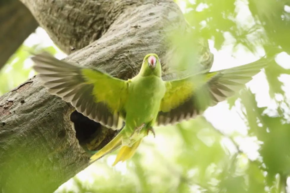 Man Finds Tiny Egg, Documents Its Progression [VIDEO]