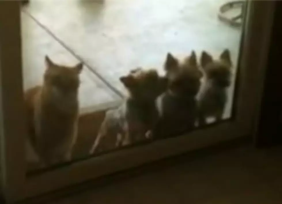 Cat Opens Door for Puppies [VIDEO]