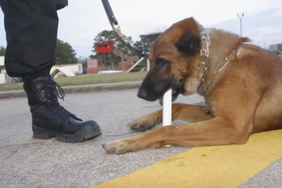Secret Service Dog Falls To Its Death