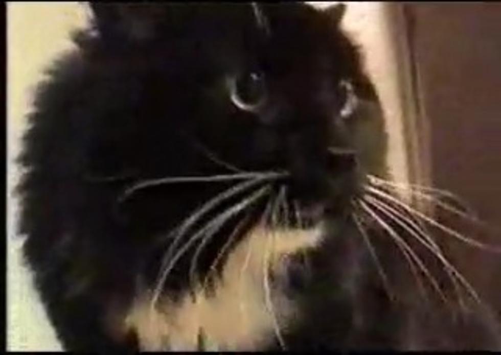 Check Out The Talking Cat! (Video)