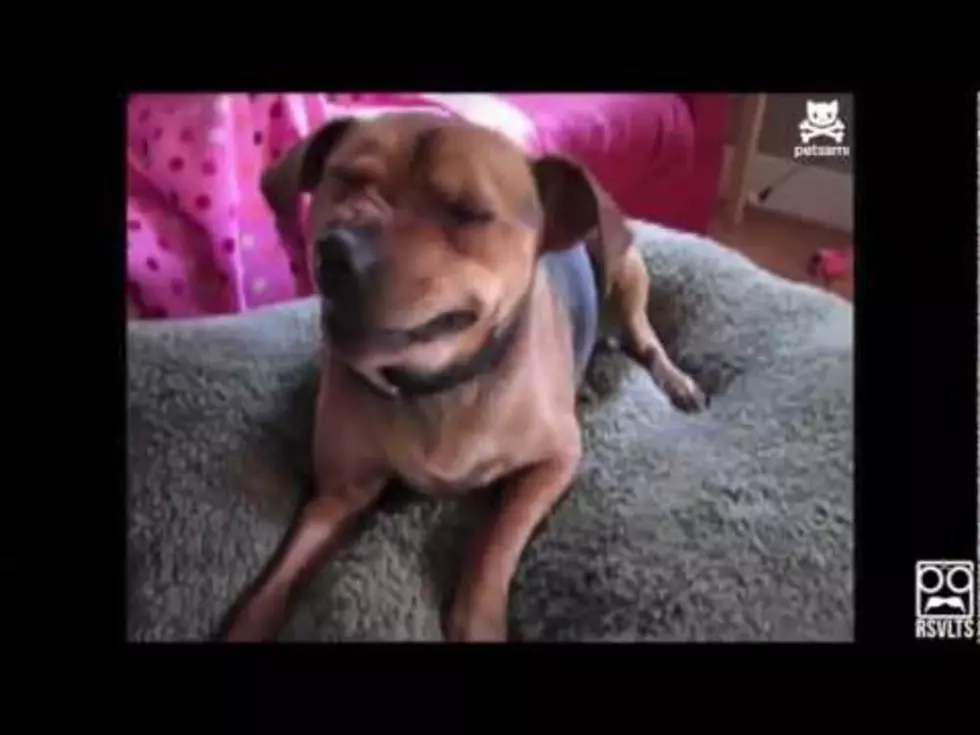 Dogs Sneezing [VIDEO]