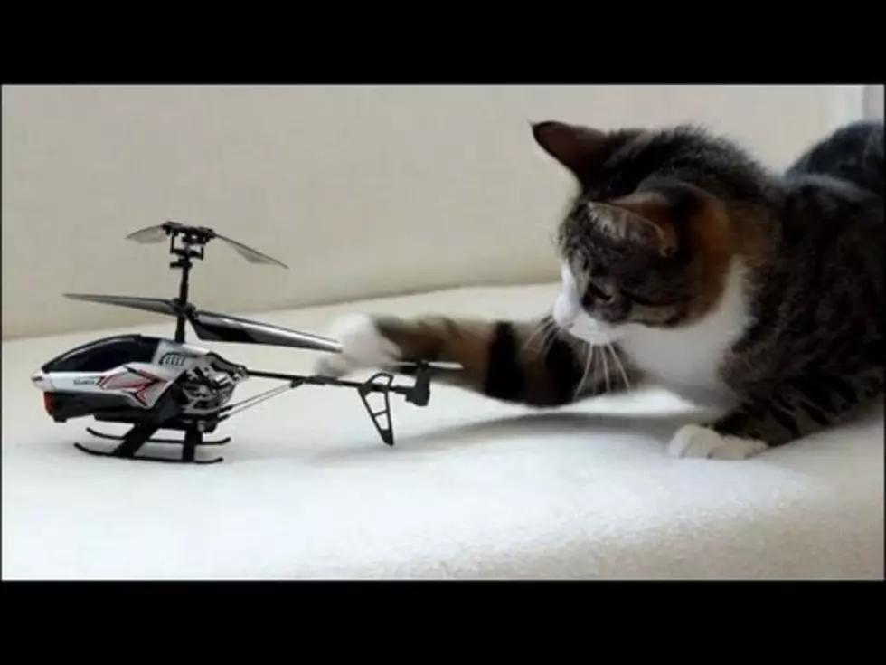 Cat VS Radio Conrolled Helicopter 