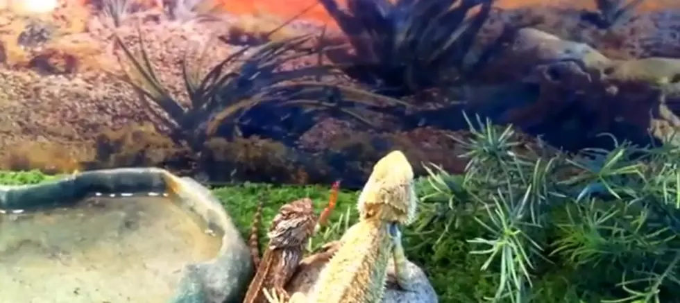 How Lizards Say Hello, They Wave!  [VIDEO]