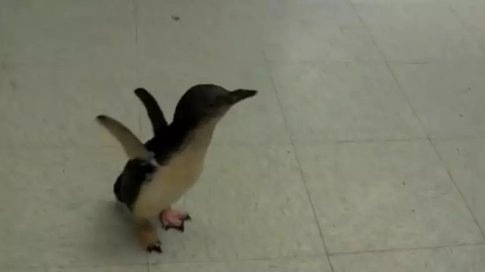 Check Out This Adorable Penguin It’ll Make You Smile! (Video)
