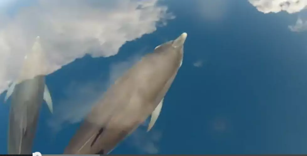 Dolphins And Sharks Swimming In The Sky, Well Kinda [VIDEOS]