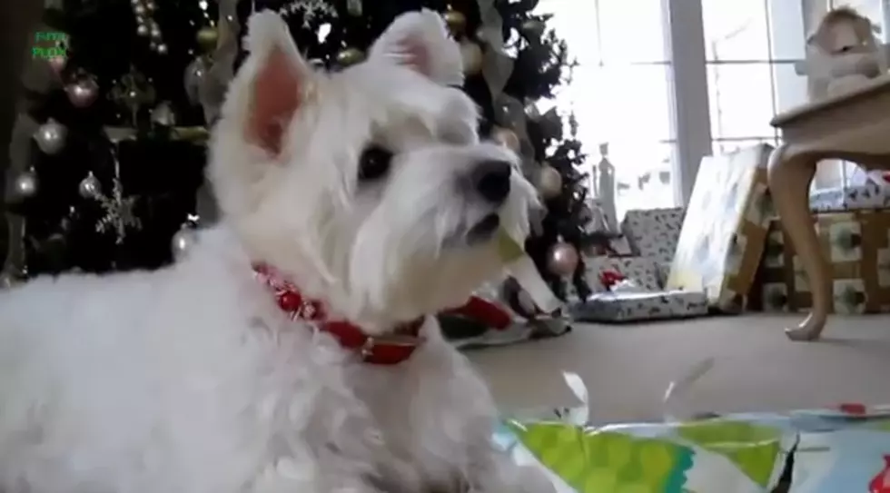 Dogs Opening Christmas Presents [NEW FUNNY VIDEO]