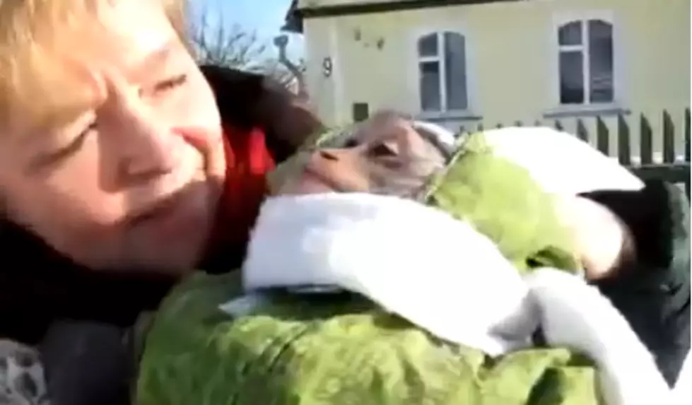 Monkey In A Snow Suit, One Of The Years Most Popular Viral Videos [VIDEO]