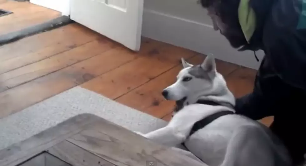 Dog Doesn’t Want To Be Kenneled And Tells Owner ‘NO’, Literally, The Dog Says ‘NO’ [VIDEO]
