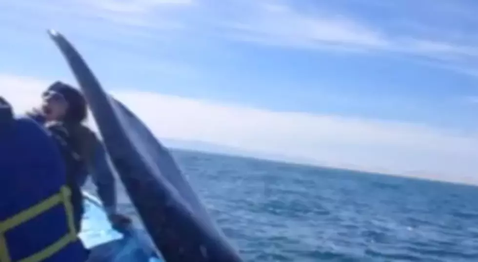 Woman Gets Smacked In The Face By A Whale! (Video)