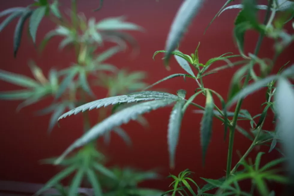 La. Senate Rejects Reduced Marijuana Penalties