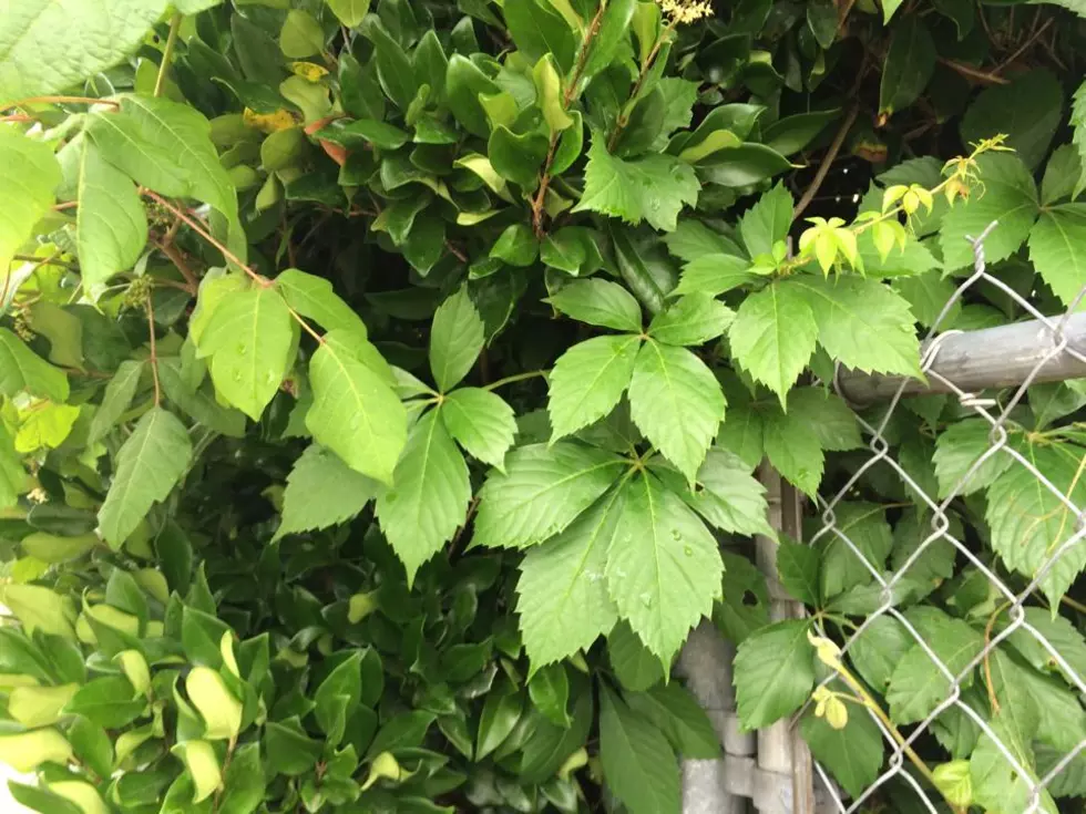 Poison Ivy (PHOTOS)
