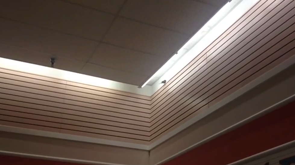 Stray Bird In Winn Dixie Produce Department, Talk About A Happy Bird [VIDEO]