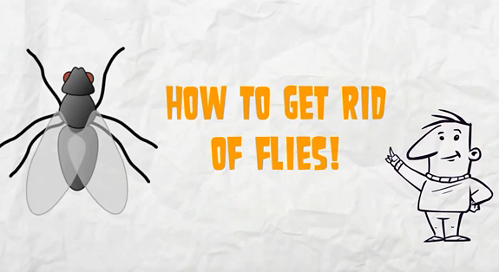 Get Rid Of Nasty Annoying Flies Inside And Out, What Really Works [VIDEO]