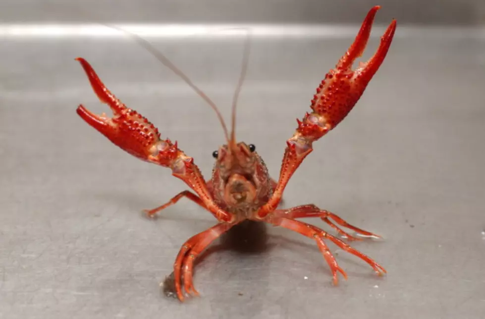 LSU Engineering Designs Robotic Crawfish Trap Arm