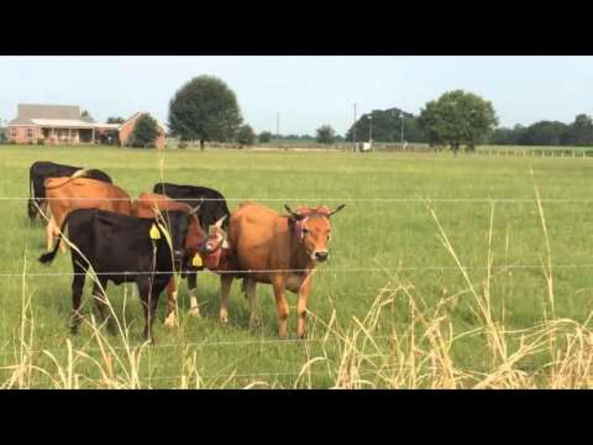Whatâ€™s On These Cowsâ€™ Heads? [VIDEO]